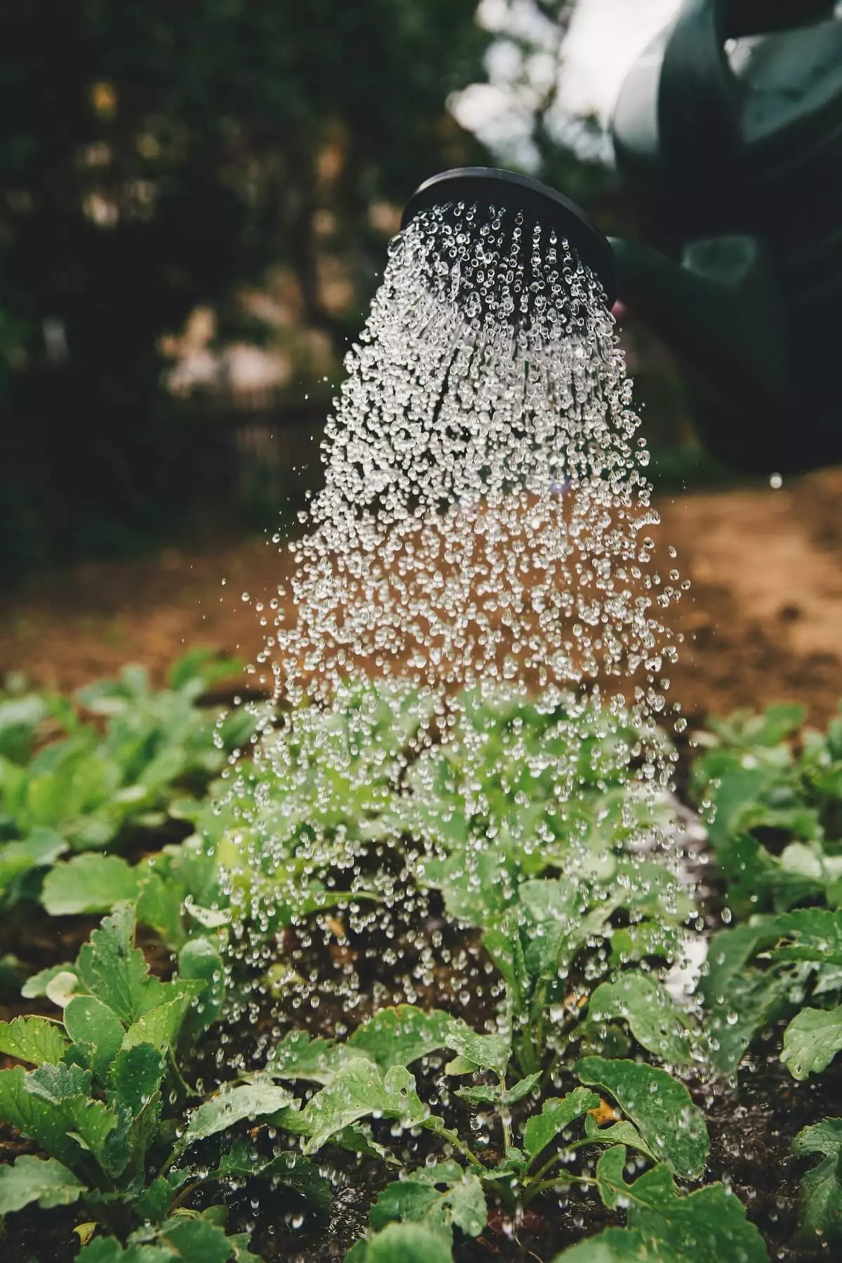 Sistema di irrigazione a pioggia direttamente su fiori e piante dell'orto